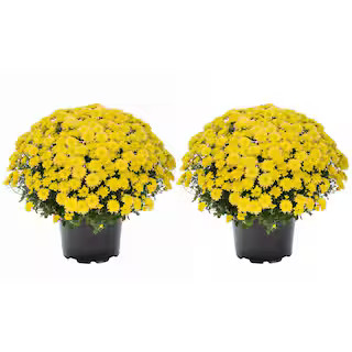 METROLINA GREENHOUSES 3 Qt. Live Yellow Chrysanthemum (Mum) Plant for Fall Garden, Porch or Patio... | The Home Depot