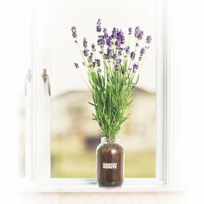 Back to the Roots Windowsill Lavender Planter Kit | Bed Bath & Beyond