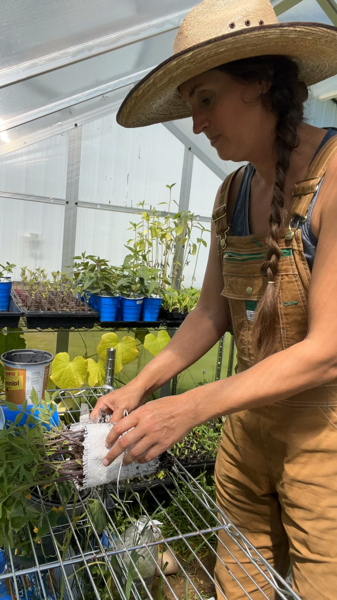 Another Seed Snail Roll medium to use — parchment paperr