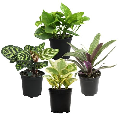Essential Houseplant Collection (4PK) Live Plants Indoor Plants Live Houseplants in Plant Pots, Easy House Plants Indoors Live, Snake Plant, Pothos in Potting Soil, Clean Air Plants by Plants for Pets | Amazon (US)