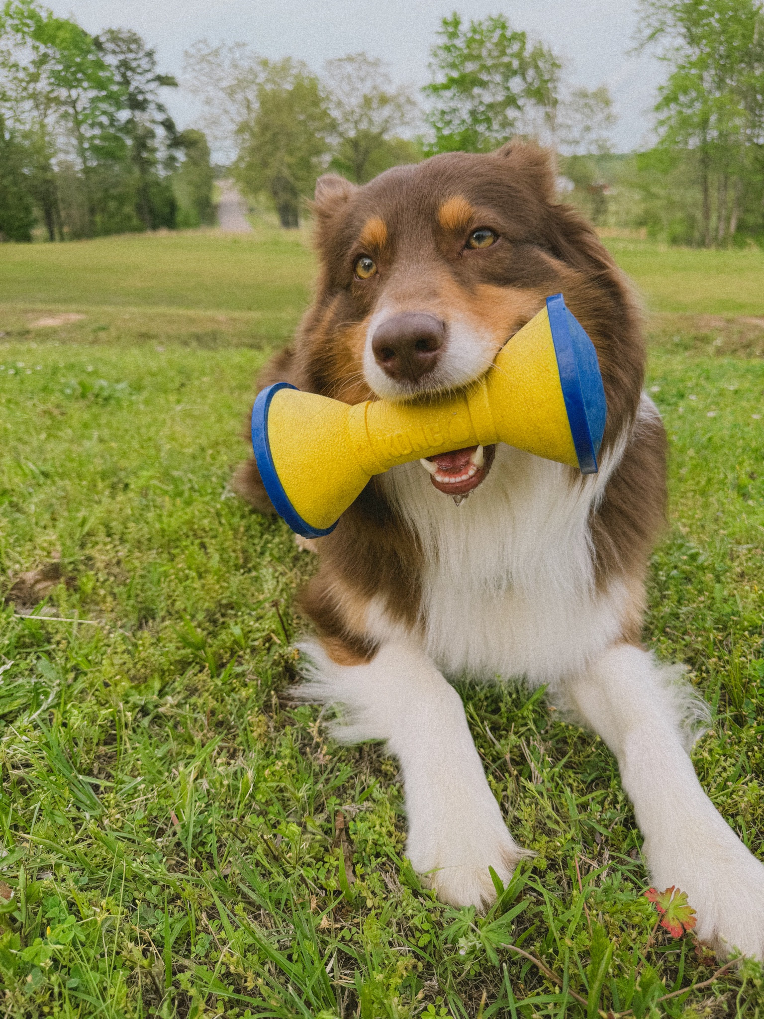Kong toys are a fav in the Whitten house! He loves them and I love them even more because he can’t chew them up! 

#LTKfindsunder50 #LTKfamily