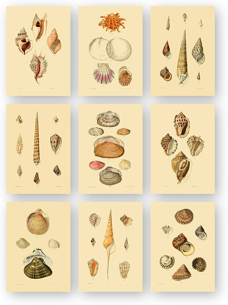 Vintage Sea Shell Beach Ocean Wall Art Prints by Ink Inc. | Set of 9 5x7 Unframed | Amazon (US)