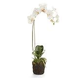 Napa Home & Garden Conservatory PHALAENOPSIS Orchid Drop-in 26-INCH | Amazon (US)