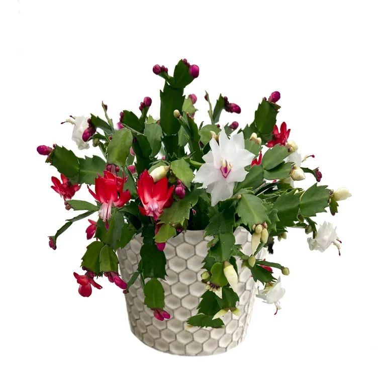 Better Homes & Gardens 6.5" Green Zygo Cactus Live Plant in Decorative Pot - Walmart.com | Walmart (US)