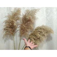 Extra Large Pampas Grass/Natural Dried Reeds/One | 1stem Price/Dried Flowers/Dried Grass/Wedding Dec | Etsy (US)