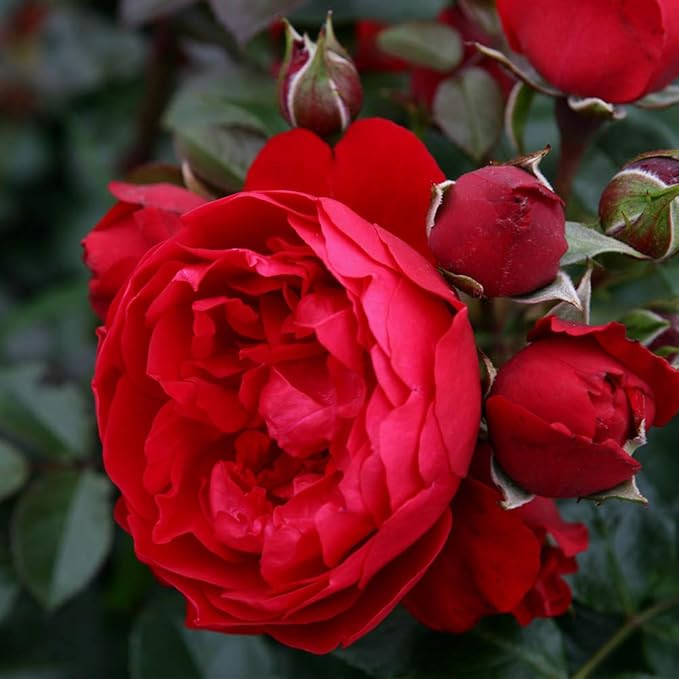 Kolorscape® Florentina Climber Rose by Heirloom Roses - Red Climbing Rose Live Plant, Live Plant... | Amazon (US)