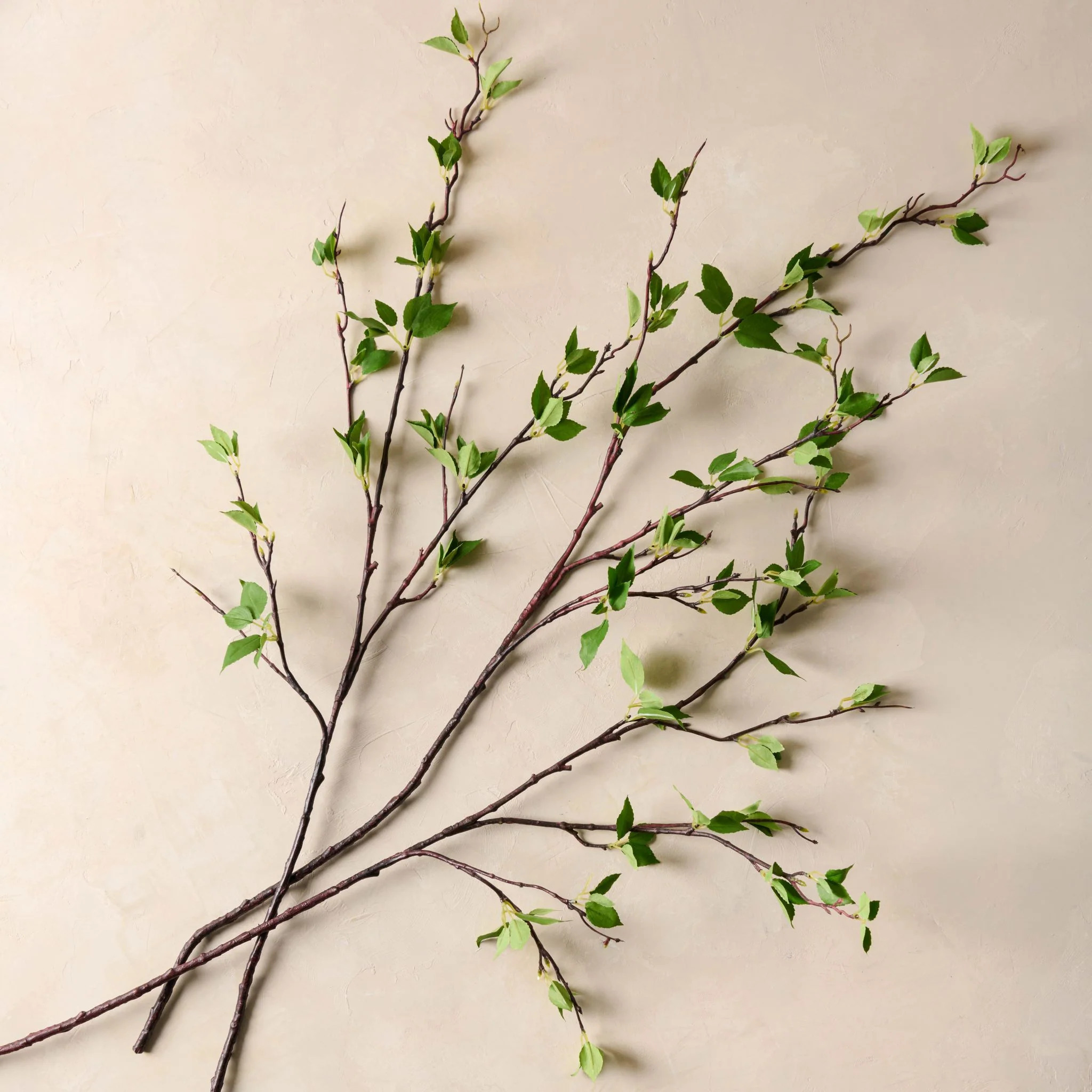 Green Leaf Branch | Magnolia