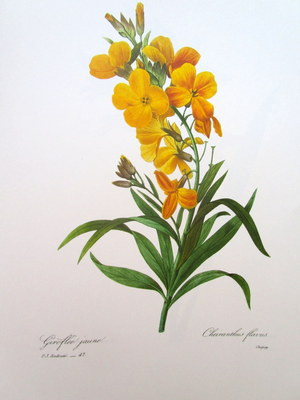 P.J. Redoute # 47 Cheiranthus flavus vintage print | eBay US