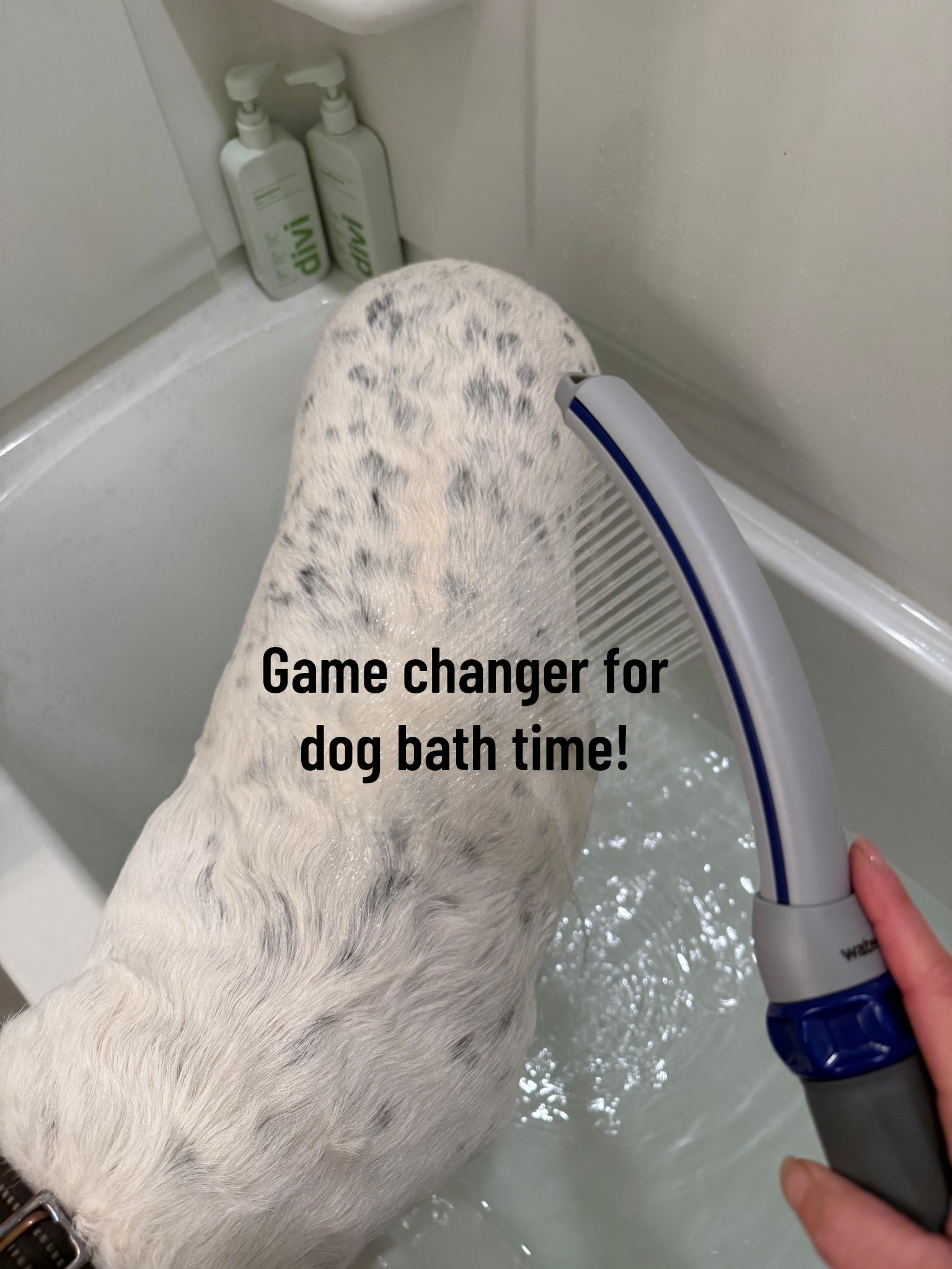 This makes it so easy! Josie loves her bath time! 

Dog bath, shower wand, dog gift guide

#LTKGiftGuide #LTKPets #LTKFindsUnder50