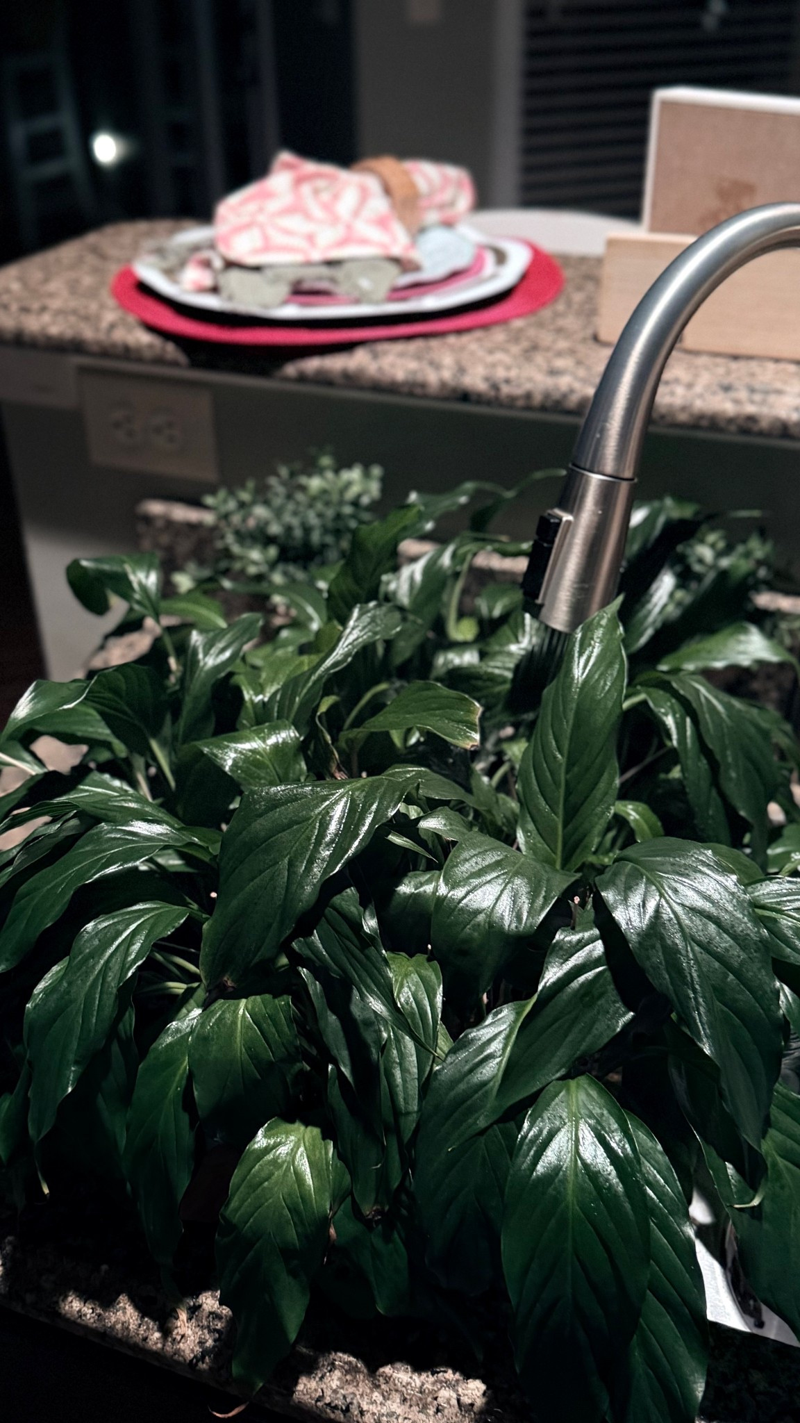 A simple life 💚🤍 is a beautiful life! Morning plant watering, soft and sweet music 🎵 playing, the fresh smells from the aromatherapy burner and peaceful atmosphere! 

I love a peaceful moment! 🪴

#SimpleLife #SlowLiving  #CalmVibes
Good Morning | 6:30 am| Saturday Morning | CLT

#LTKHome #LTKdayinmylife #LTKmorningroutine