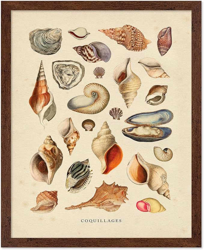 Poster Master Vintage Sea Shells Print - Aquatic Poster - Marine Life Art - Housewarming Gift for... | Amazon (US)