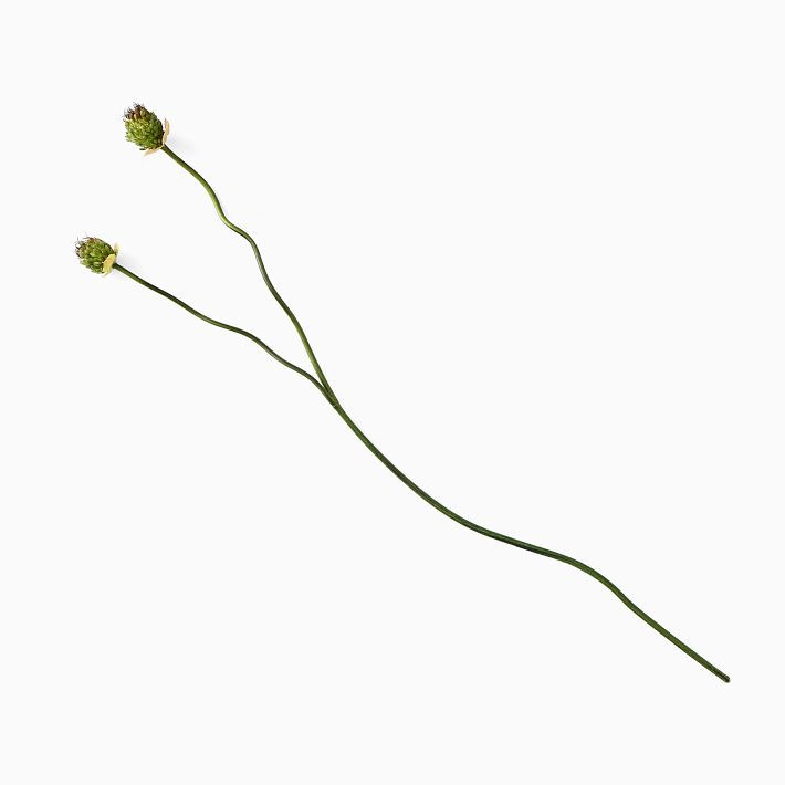 Faux Snake Ball Allium Stem | West Elm (US)