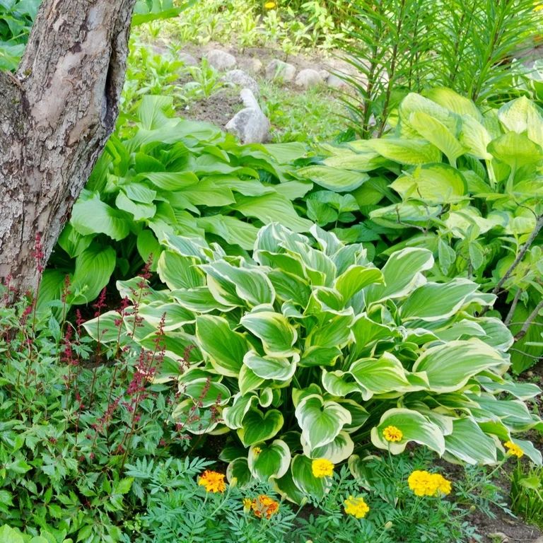 Mixed Heart-Shaped Hosta Bare Roots - Touch Of Eco - 3 Bare Roots, Up to 36" Wide | Walmart (US)
