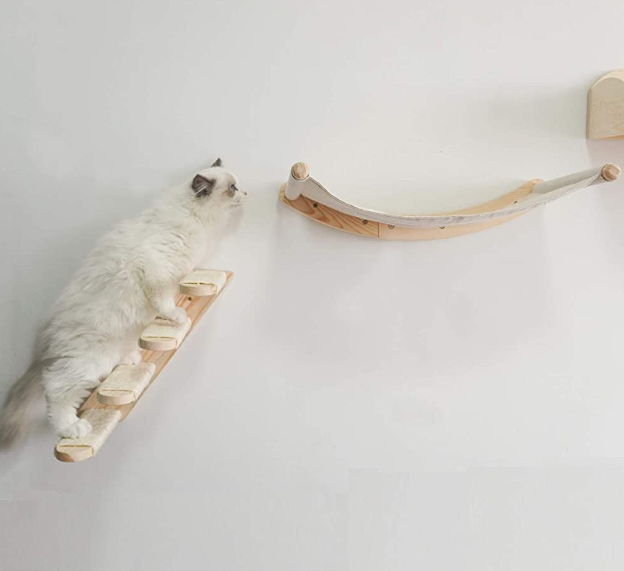 Are you kitten me?

The best cat wall systems are all n Amazon!

#LTKkids #LTKhome #LTKfamily