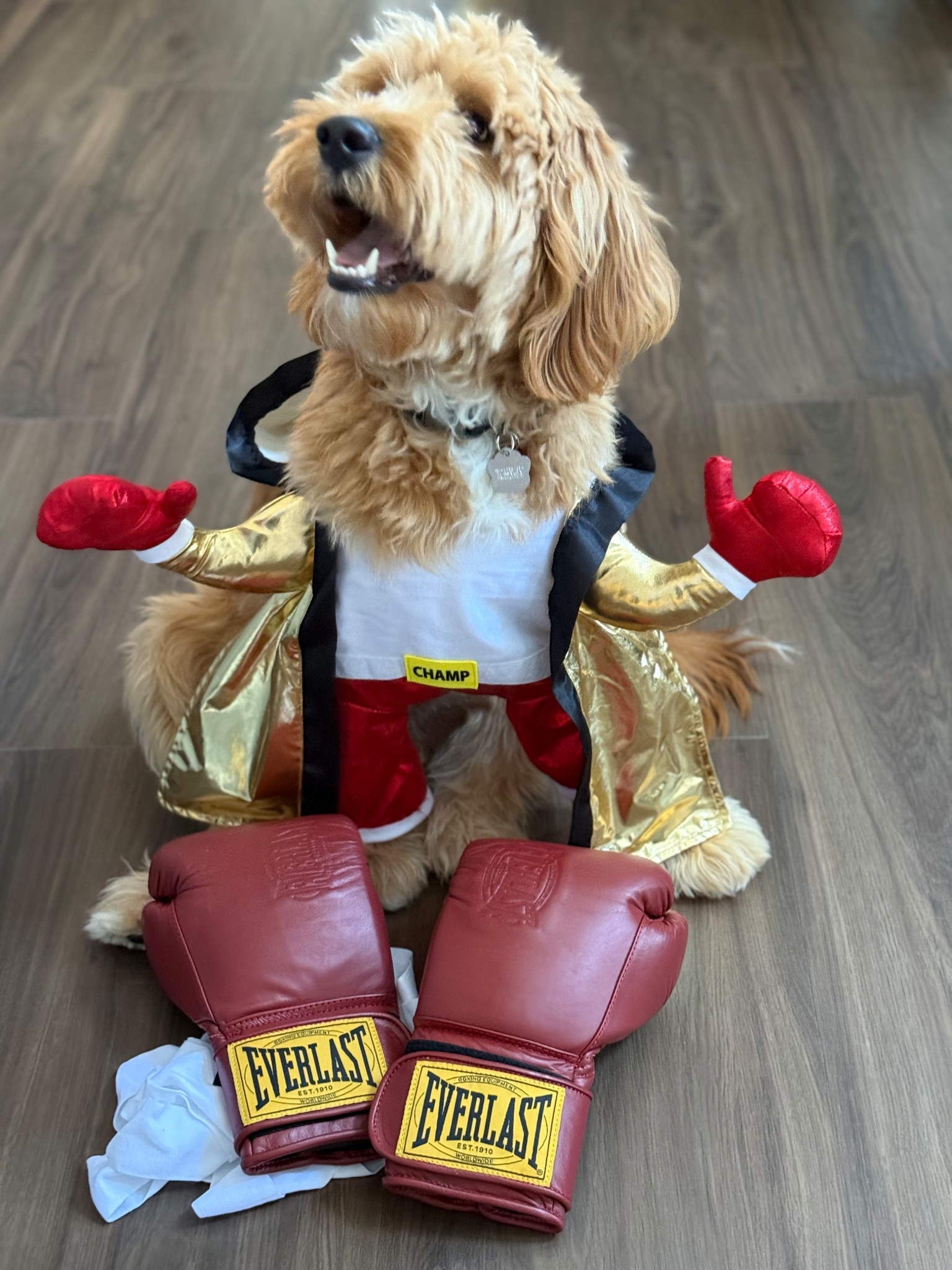 🐾 Russell’s boxer costume for Halloween 

#LTKPets #LTKSeasonal #LTKHalloween