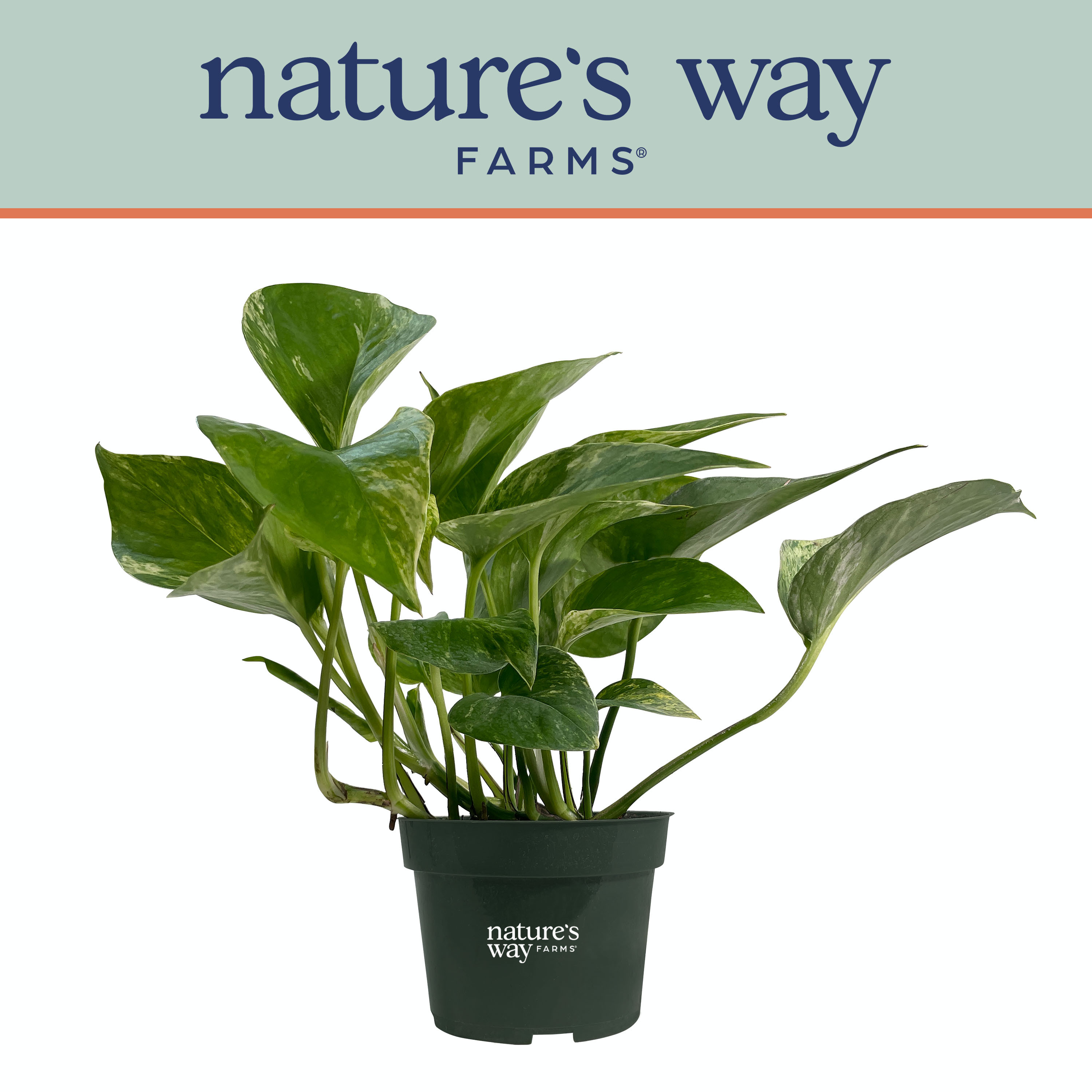 Nature's Way Farms Pothos Marble Queen Live Plant (7-11 inches tall) in growers pot | Walmart (US)