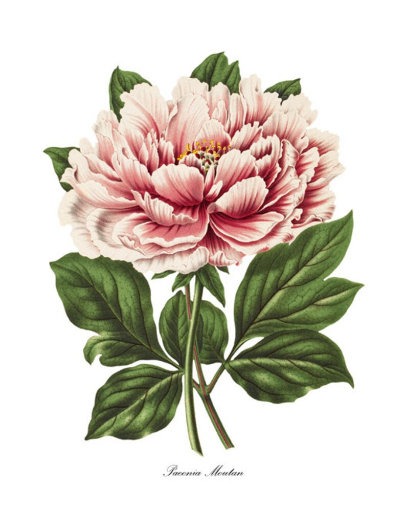 Peony Botanical Print 'Paeonia Moutan' Vintage | Etsy | Etsy (US)
