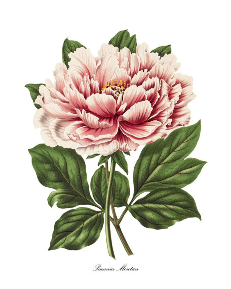 Peony Botanical Print, 'Paeonia Moutan' Vintage Illustration, Pink Peony Flower Decor Wall Art Pr... | Etsy (US)