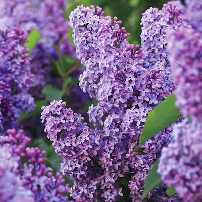Garden State Bulb Purple Common Lilac Flowering Shrub in 2 Pack(s) Bare Root 2-Pack | Lowe's