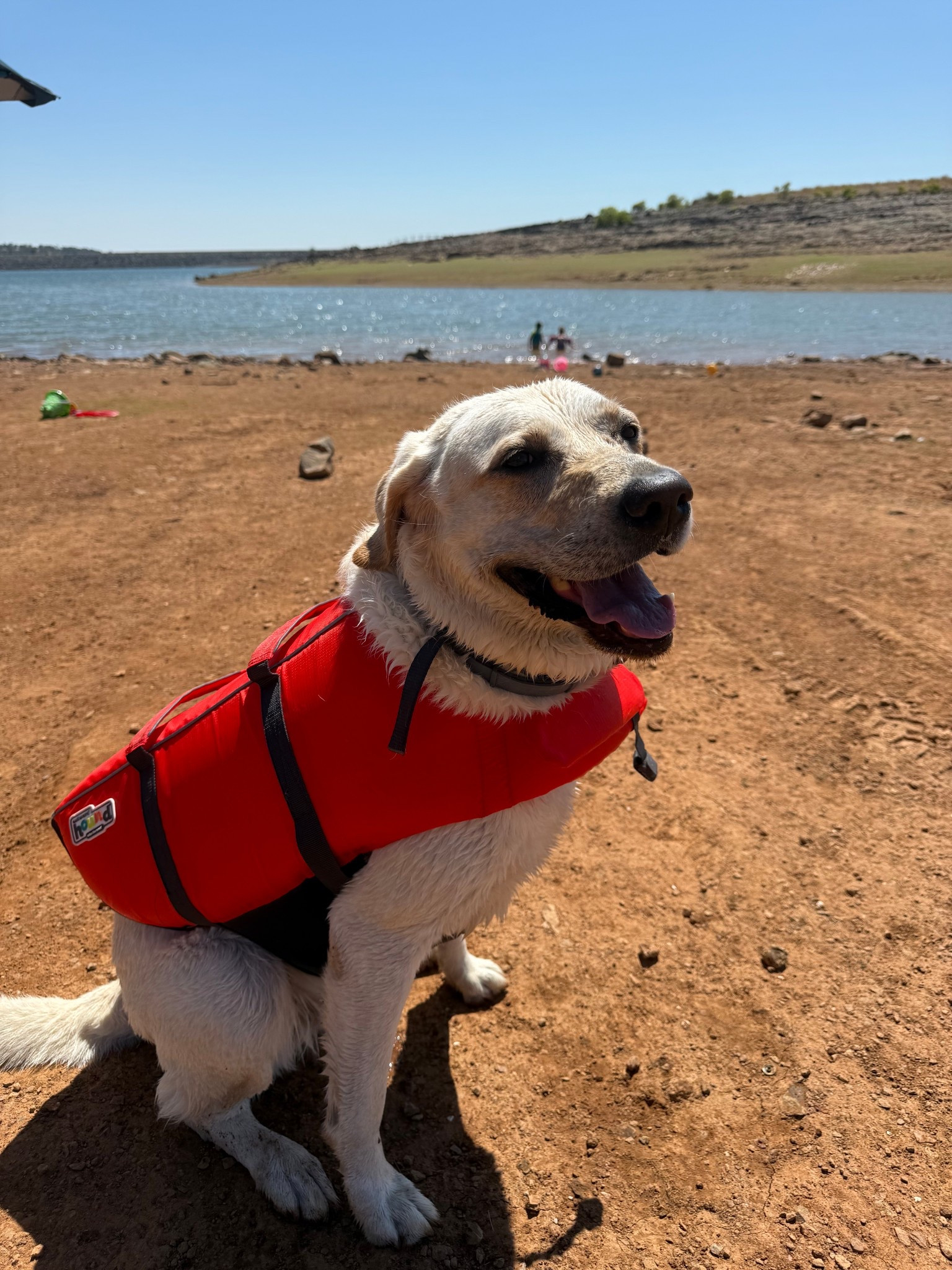 Life jacket for dogs 
#lifejacket #petlifejacket #doglifejacket #lifejacketfordogs #pet #LTKPet 

#LTKFindsUnder50 #LTKSwim