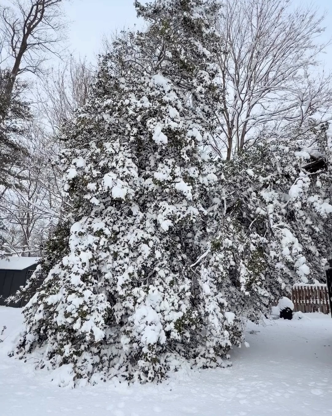 POV: You spent the afternoon knocking snow off a holly tree that decided to lean into your roof… so Mocktail Monday becomes a hot one.

Warm Orchard Glow — bright, cozy, and way beyond fall vibes.

Recipe:
• Apple cider (4 oz)
• Cheribundi tart cherry concentrate (1 oz)
• Pickett’s ginger beer concentrate (1.5 tsp)
• Lemon juice (1 tsp)
Warm it up, add a garnish if you’re feeling fancy, sip, breathe, reset.

Perfect for recovery, perfect for winter chaos.

#LTKvlog #LTKdayinmylife #LTKstorytime