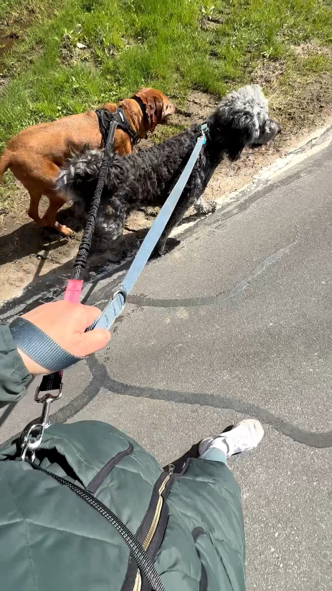 The waist leash I use when I walk both my dogs together. 