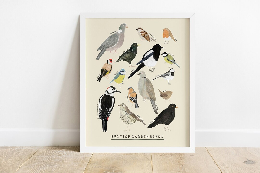British Garden Birds Print | Identification Poster Chart Illustration | Robin Blackbird Blue Tit ... | Etsy (US)