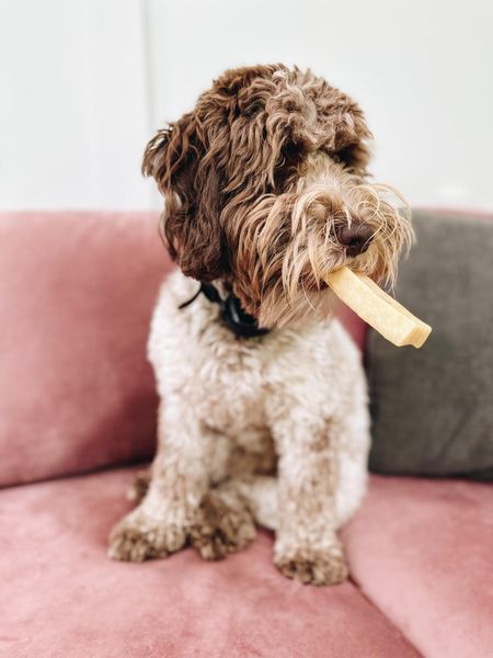 Chew it all day long!! Check out these dog chews from Amazon currently $28.95!!! 
Fashionablylatemom 
Dog chews 
Amazon Find 
EcoKind 
Pet Treats 

#LTKsalealert