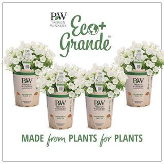 4.25 in. Eco+Grande Supertunia Mini Vista White (Petunia) Live Plants, White Flowers ((4-Pack)) | The Home Depot
