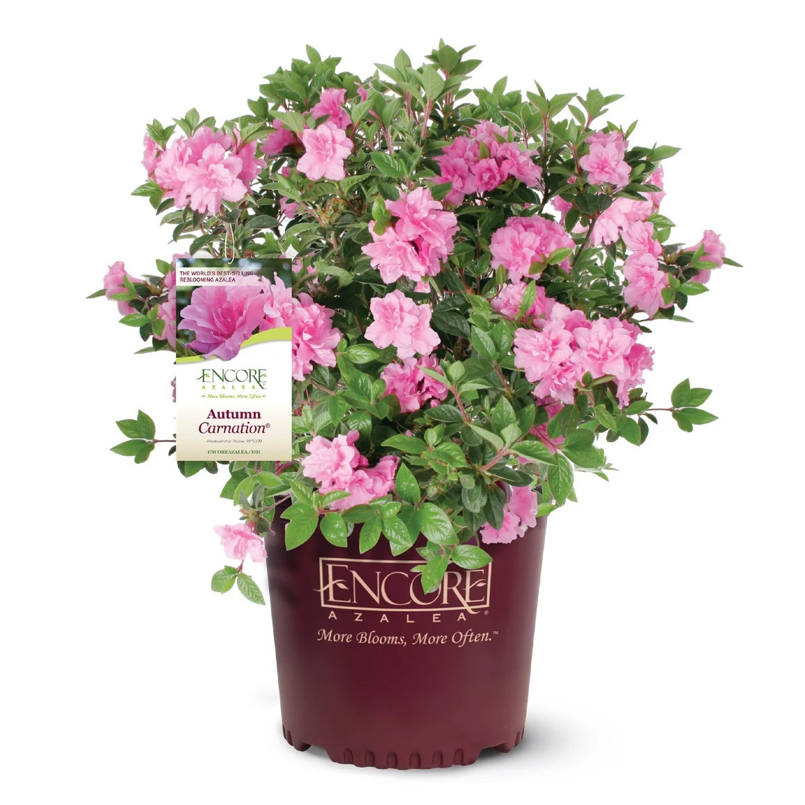 Encore Azalea Autumn Carnation (1 Gallon) Pink Flowering Shrub - Full Sun Live Outdoor Plant | Walmart (US)