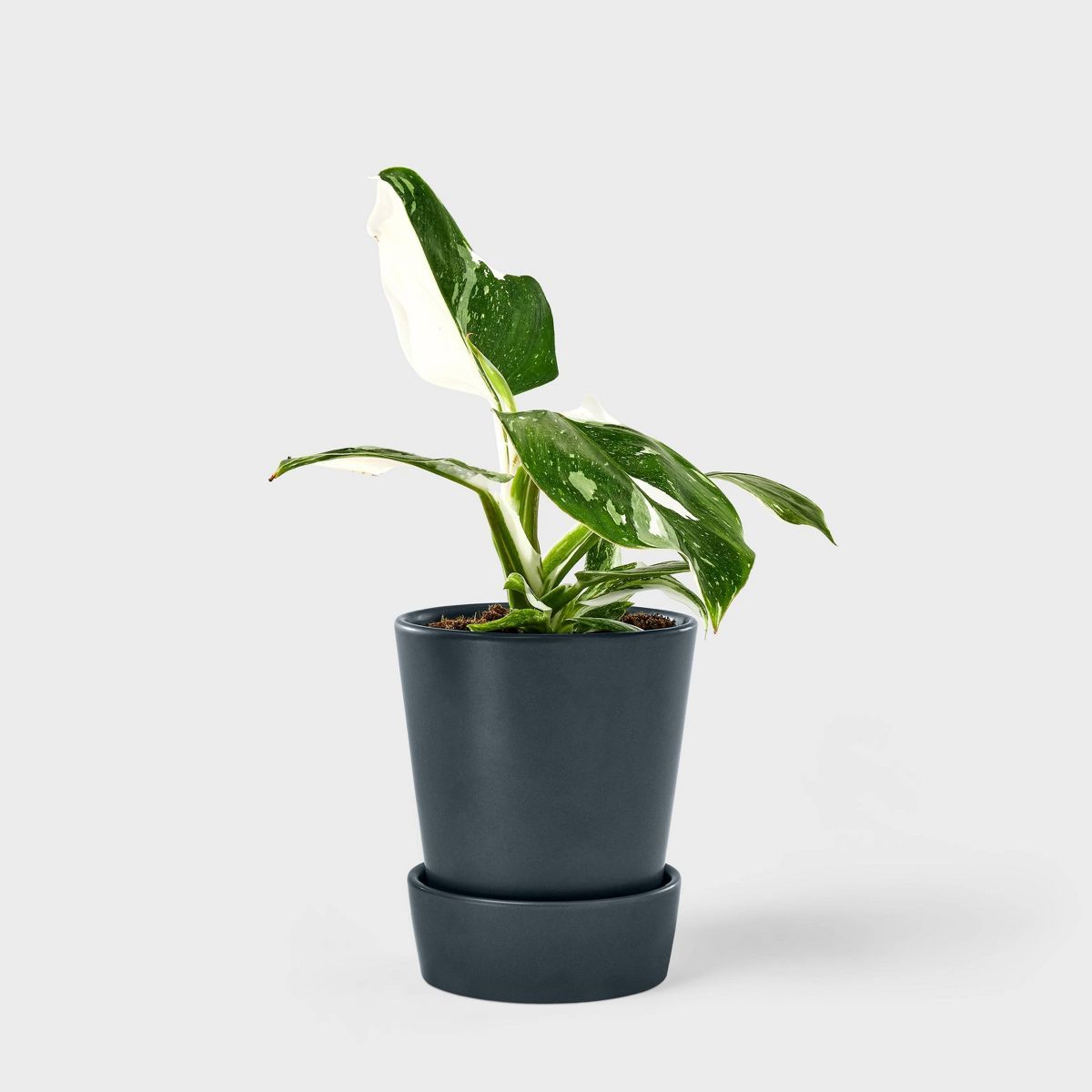 Hilton Carter for Target Live 5" White Wizard Philodendron Houseplant | Target