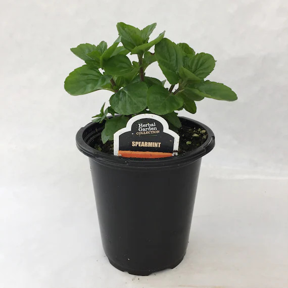 Spearmint Herb 4" | Etsy (US)