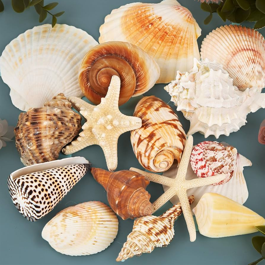 JQAQJU Sea Shells for Decorating 15PCS Large Seashells Starfish Conch for Beach Party,Vase Filler... | Amazon (US)