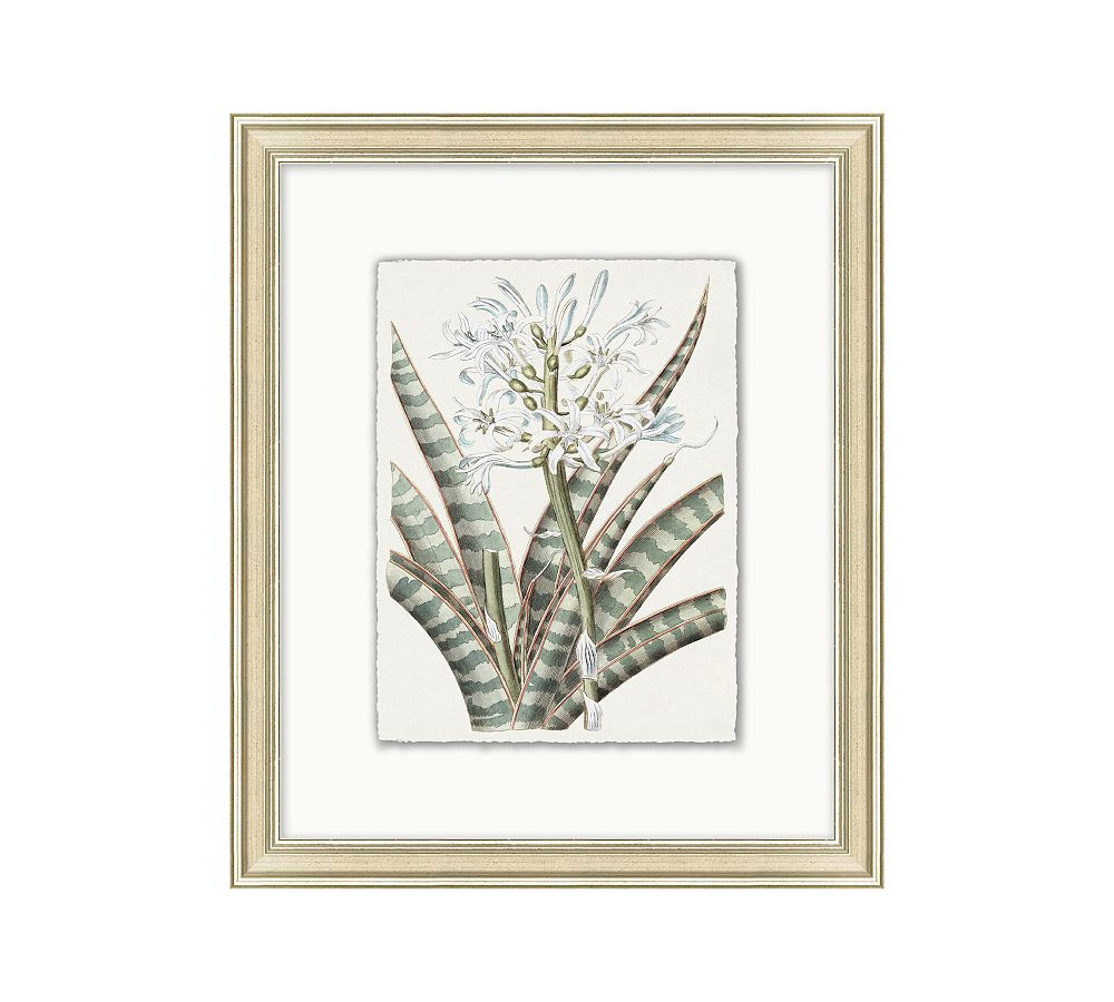 Muted Floal Illustration Framed Print | Pottery Barn (US)