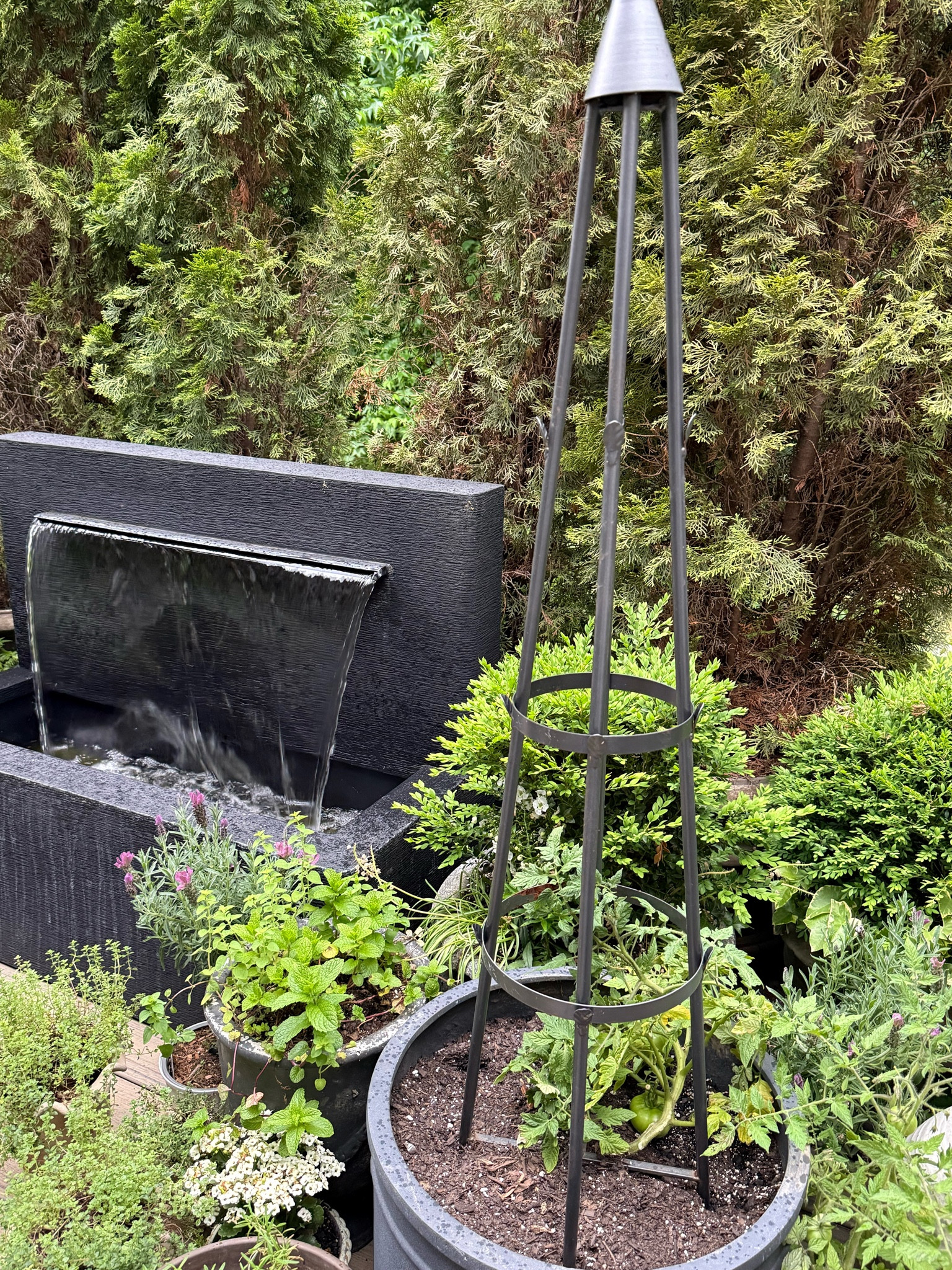 I found this stunning trellis on Amazon and I’m so excited because they can be quite expensive but this one (it’s the small!) is on sale and super affordable! Do you see my tomatoes coming in, too?! How exciting!! 

#LTKSaleAlert #LTKHome #LTKSeasonal
