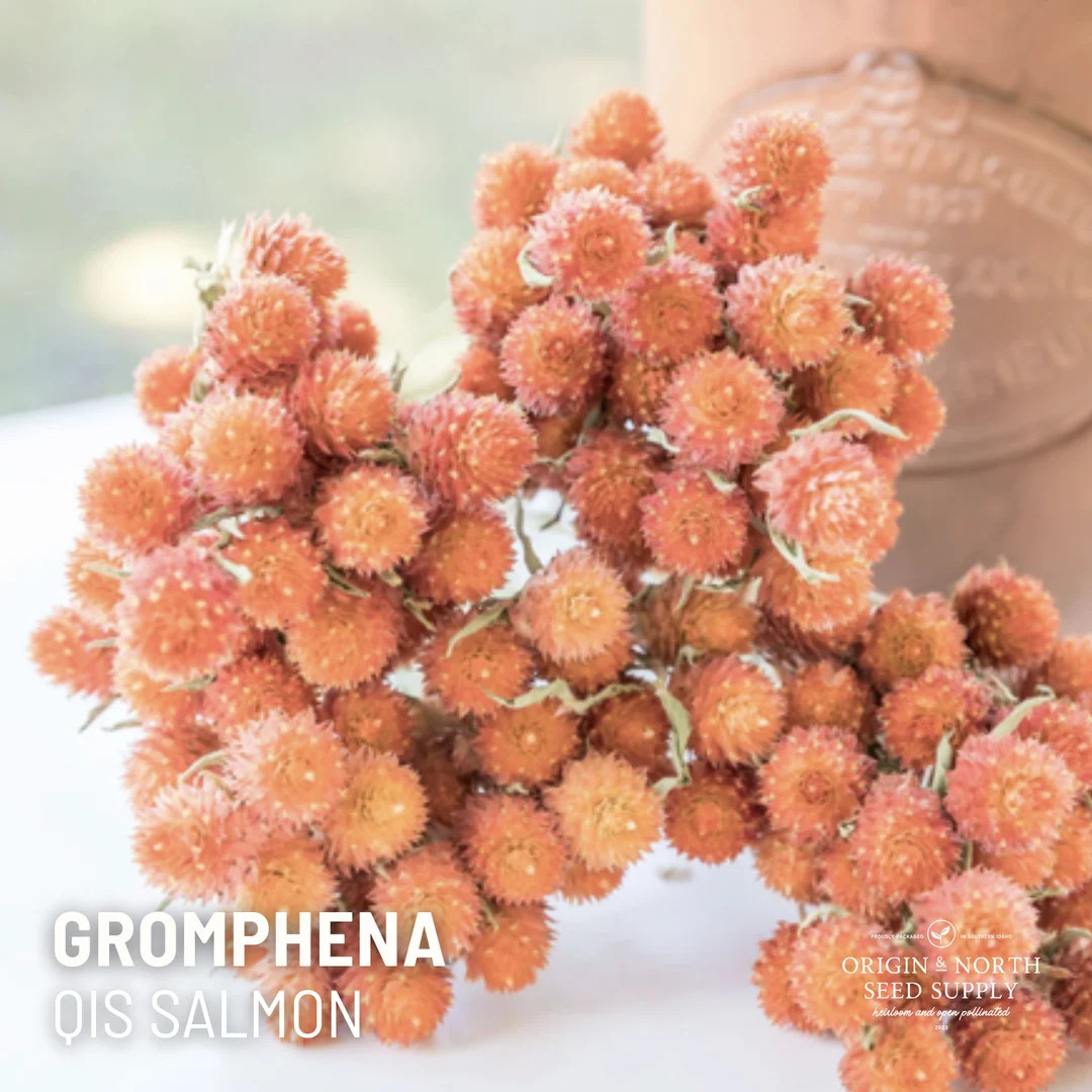 Qis Salmon Gomphrena 25 Seeds, Heirloom Flower Seeds - Etsy | Etsy (US)