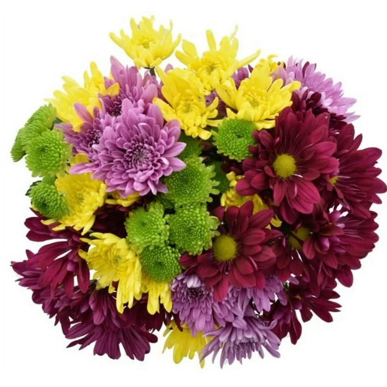 Fresh-Cut Large Rainbow Poms Flower Bunch, Colors Vary | Walmart (US)