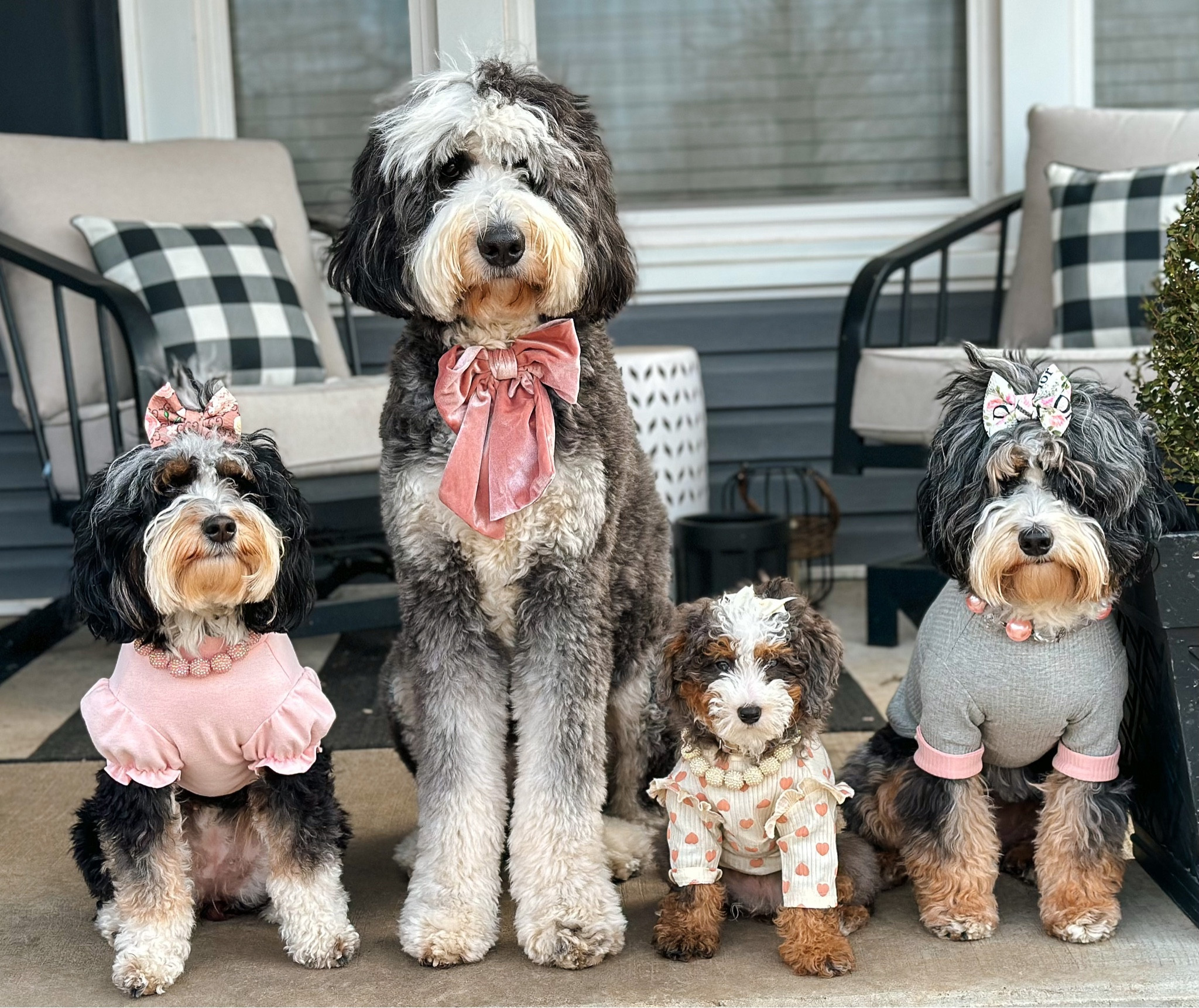 When we thought we were a 4 dog household😅🐶

#LTKfamily #LTKkids #LTKunder100
