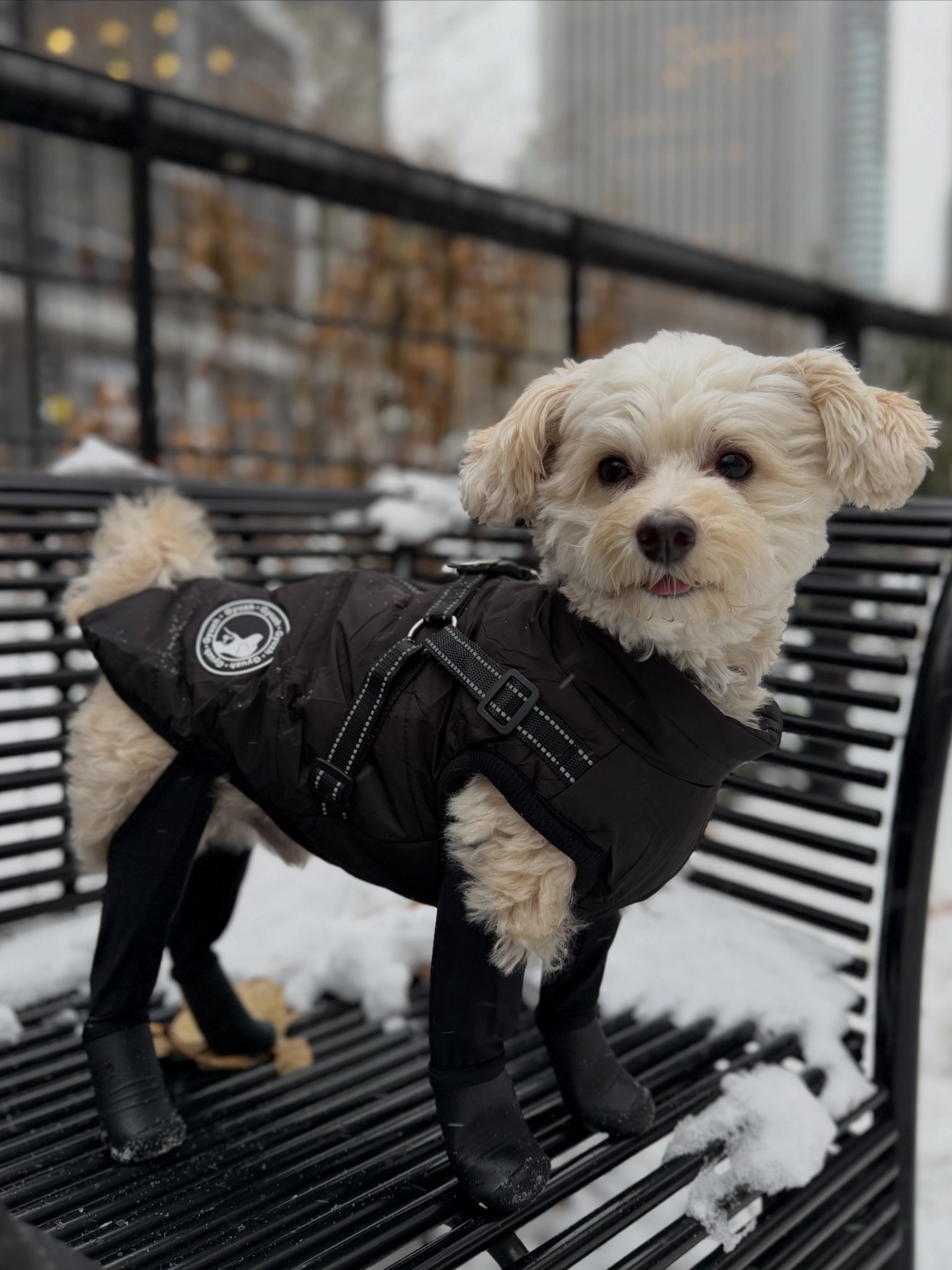 Cooper’s harness coat and boots  
