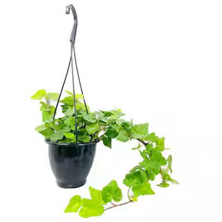 Wekiva Foliage Green English Ivy Hanging Basket Live Plant in 4 in. Hanging Pot Hedera Helix Beau... | The Home Depot