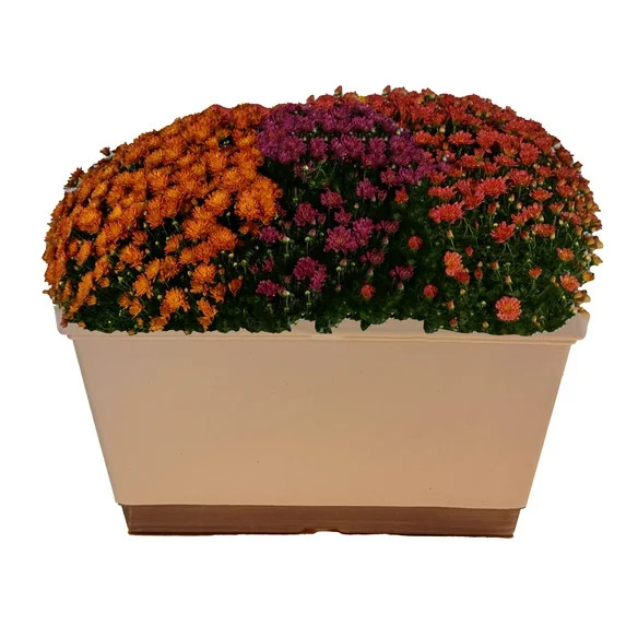 Better Homes & Gardens 1.5G Windowbox Garden Mum Live Plant in Decorative Pot | Walmart (US)