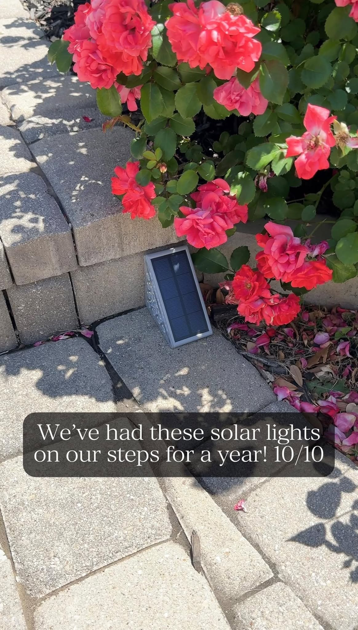 🎉 These solar lights come in multiple colors & even a rainbow variation that could be fun for a backyard if you have kids! 🌈 

#solarlights #outdoorlights #homedecor #outdoordecor

#LTKmomlife #LTKHome #LTKKids