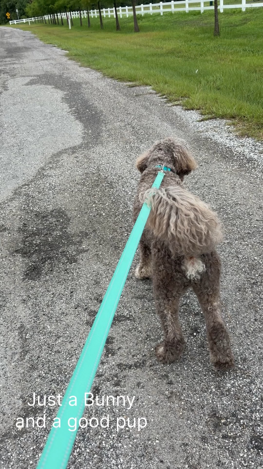 My little green bag is perfect for carrying my things for dog walking at the park — available in other colors

#LTKdayinmylife #LTKPetite #LTKActive
