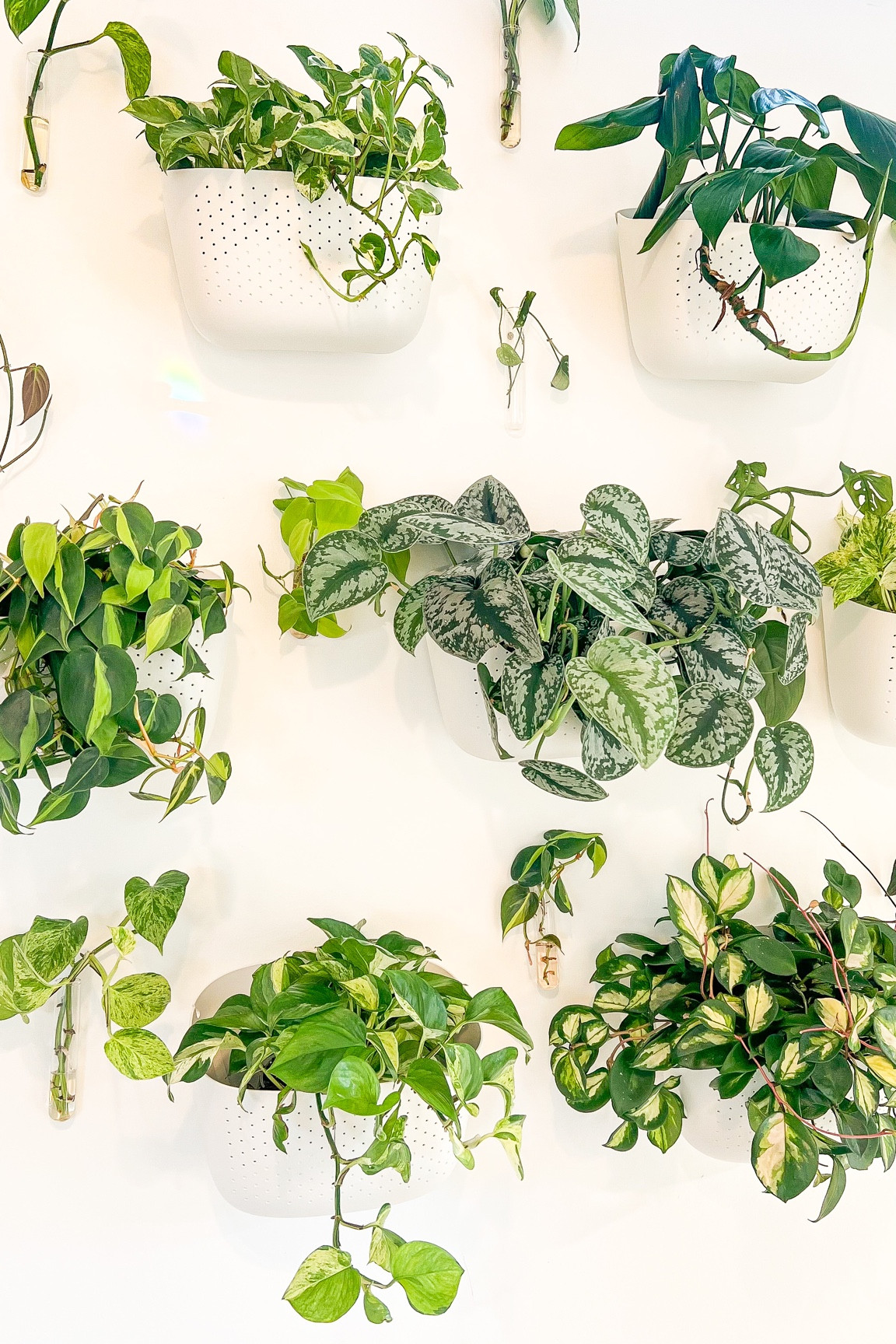 Living plant wall with wall planters and propagation tubes 

#LTKhome #LTKSale #LTKfindsunder50