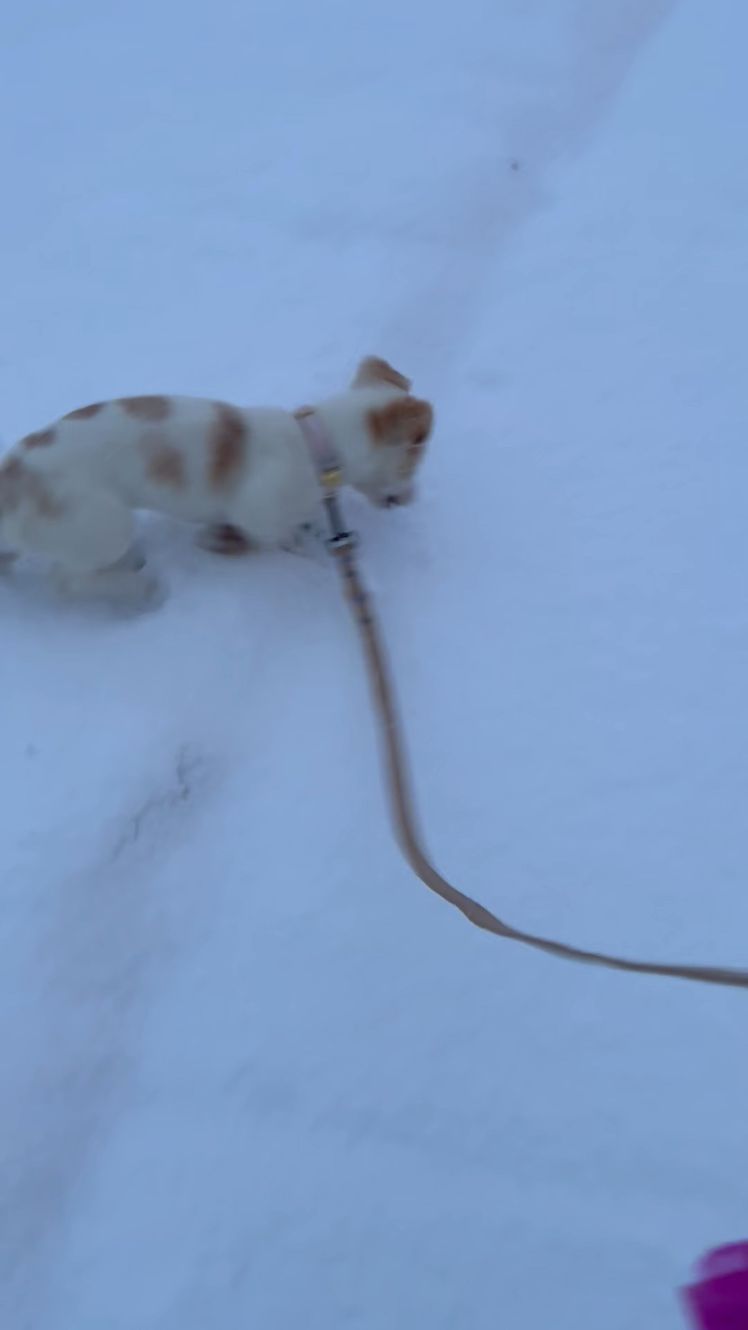 🐶❄️

#LTKHome #LTKmomlife #LTKdayinmylife