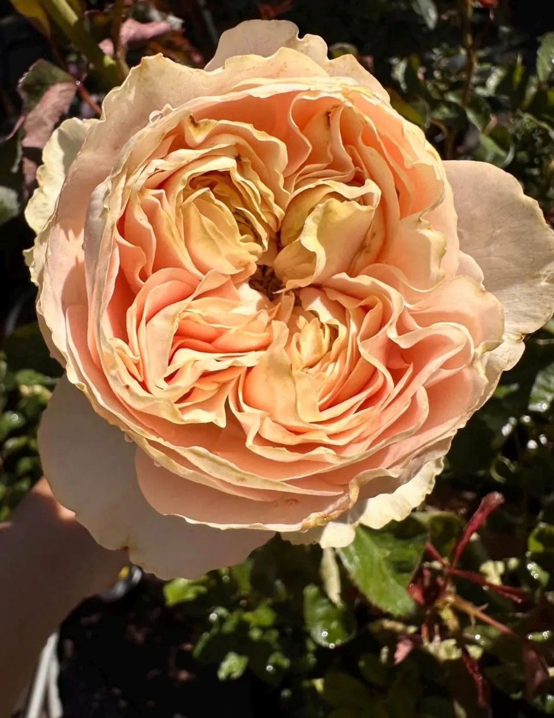 Unforgettable — Rare Vintage Dusty Pink Rose — High-End Florist Grade — Intense Sweet Scent... | Etsy (US)