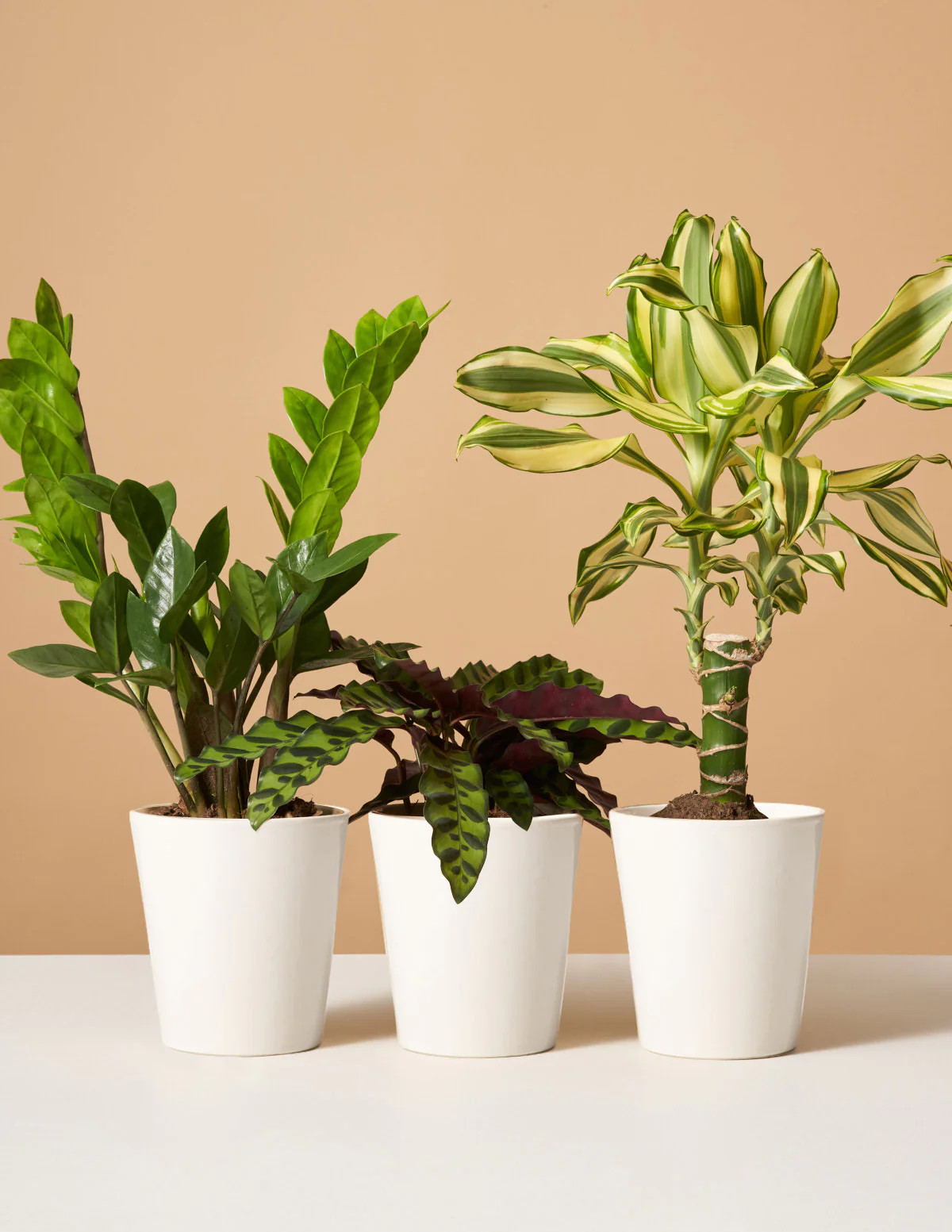 Easy-Care Subscription (3 Months) | The Sill