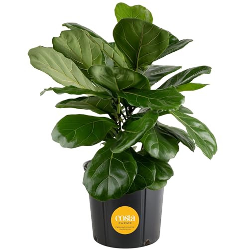 Costa Farms Fiddle Leaf Fig, Live Indoor Floor Plant, Ficus Lyrata Tropical Houseplant Potted in Potting Soil with Grow Pot, Gardening, New Home Gift, Room Décor, 1-2 Feet Tall | Amazon (US)