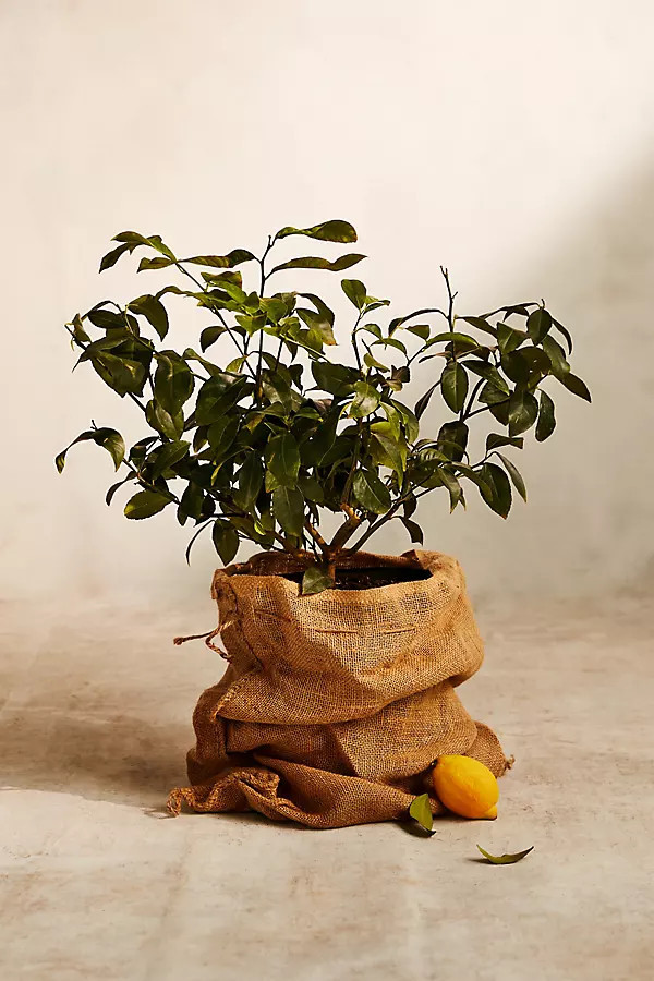 Meyer Lemon Tree | Anthropologie (US)