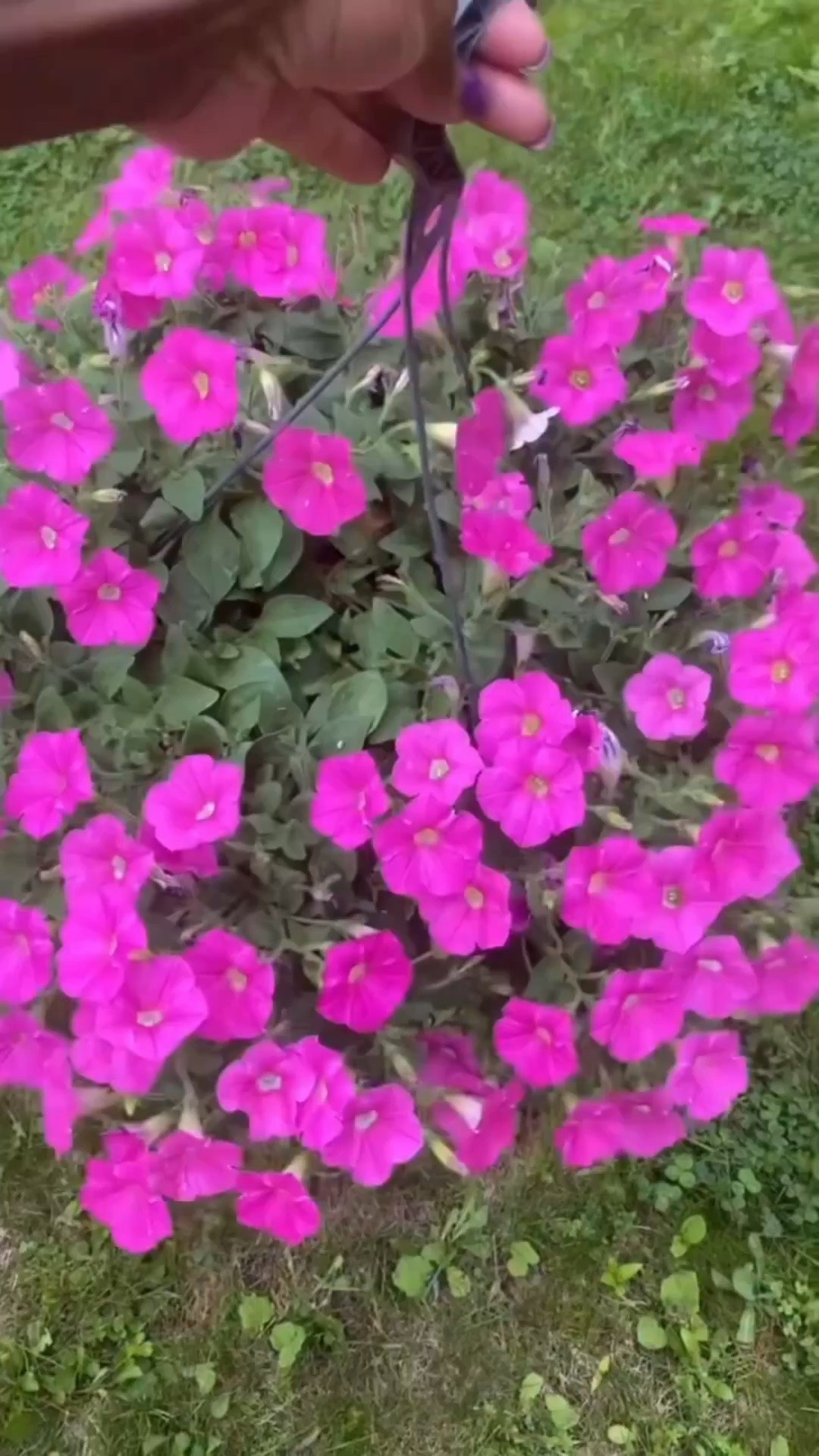 Comment “spike” below and I’ll send you the link to shop directly to your DM. Just make sure you’re following me first! You can also find everything through the link in my bio on LTK.

 Garden tip: keep your hanging baskets from drying out with simple watering spikes.

They act as a self-watering system, slowly releasing water directly into the roots so your baskets stay evenly moist without becoming oversaturated.

How to use them:
Take a recyclable, empty water bottle, fill it with water, attach or insert it into a watering spike, and place it into the soil. The spike will gradually drip water into the root zone, helping maintain consistent moisture.

It’s not a permanent solution, but it’s a great backup when you’re away, busy, or simply forget to water. Most setups can last up to two weeks before needing a refill.